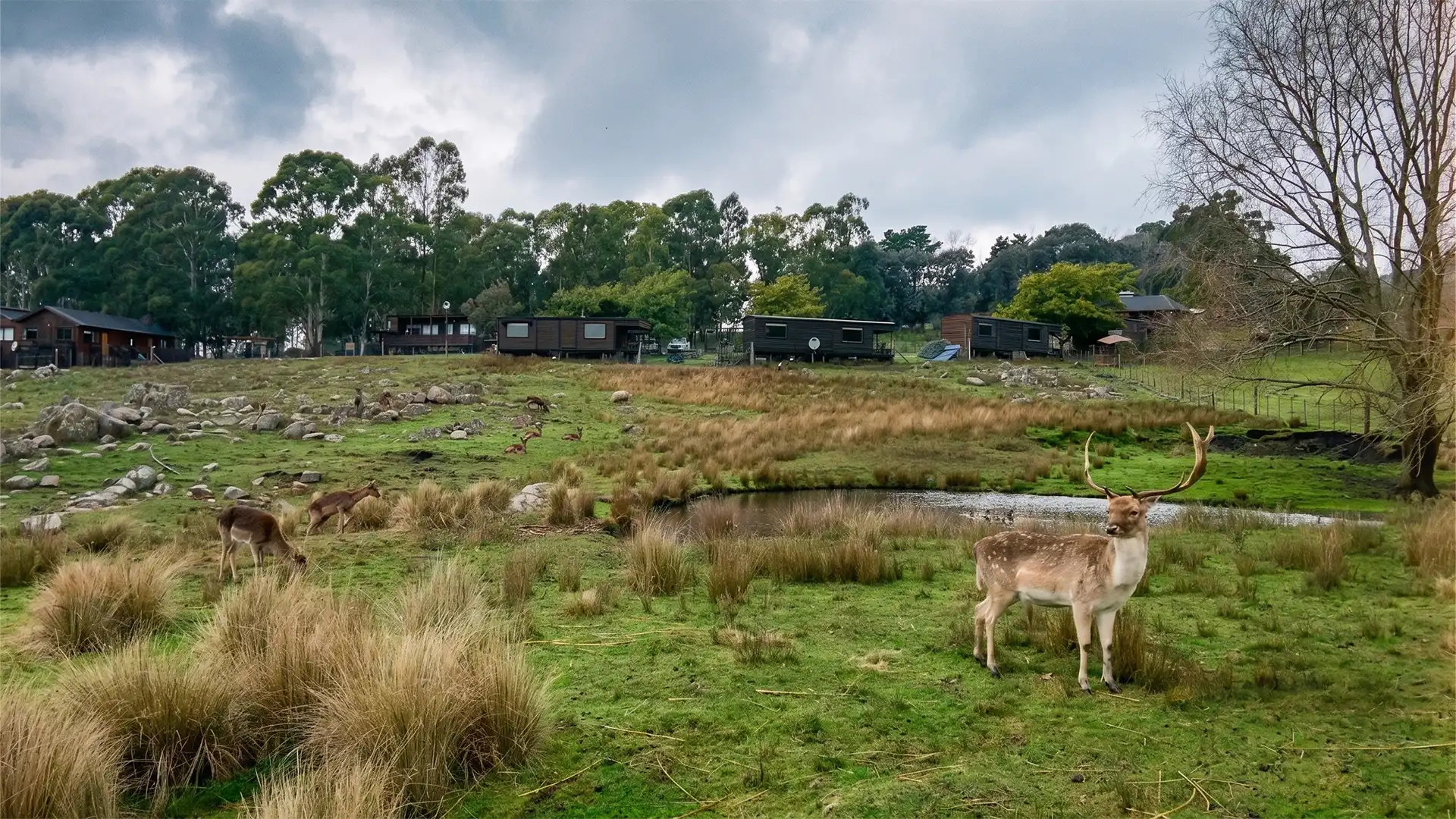 Ciervos en libertad en el parque de Valle de los Ciervos